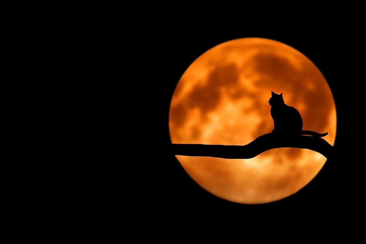 Spookverhalen van Kortenberg