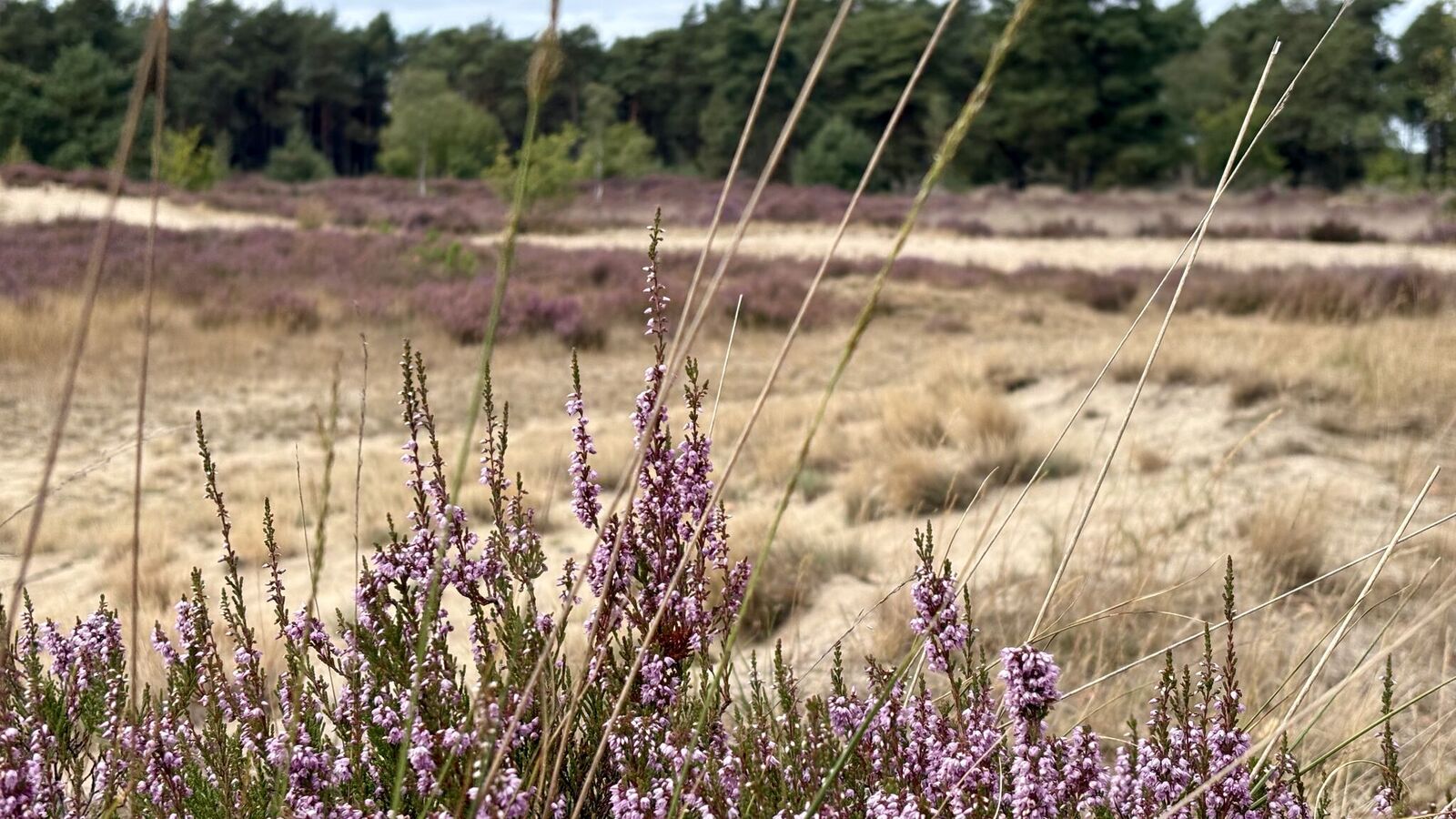 Voel het Bos, Ruik de heide